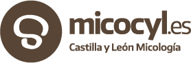 Micocyl